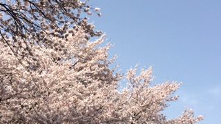 sakura2016