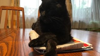 black cat