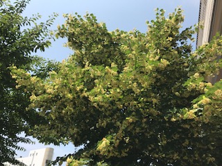 shinanoki