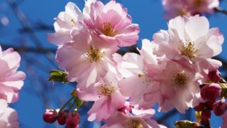 cherry blossom