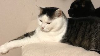 calm cats