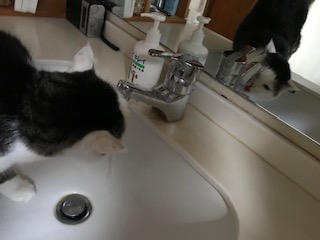 水道から飲む猫