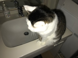 洗面台で待つネコ